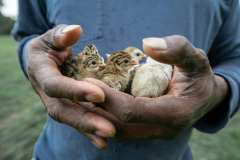 Bill-Conner-Holding-Newly-Hatched-Guinea-Chicks.-Stoner-View-Farm-Bourbon-County-Kentucky-2021.-Kentucky-Documentary-Photographic-Project-II.-0D0A-Jon-Cherry0D0A-3