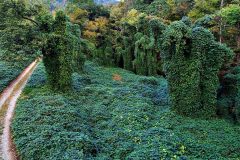 Kudzu. Harland County, KY.  2019 – Bob Hower