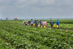 Migrant-Farm-Workers-Daviess-County-2015-Ted-Wathen