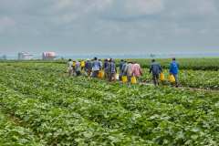 4. Migrant Workers Leaving Cucumber Field During Rainstorm. Daviess County Kentucky 2015. Kentucky Documentary Photographic Project (II).