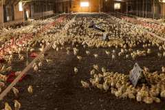 6. Chicken Farm. McLean County Kentucky, 2022. Kentucky Documentary Photographic Project (II). Julia Rendleman
