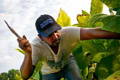 7. Migrant Worker Chopping Tobacco. Harrison County Kentucky, 2021. Kentucky Documentary Photographic Project (II). Michael Swensen
