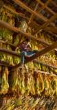 8. Putting up Tobacco. Woodford County Kentucky, 2021. Kentucky Documentary Photographic Project (II). James Robert Southard