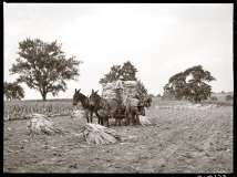 9. Loading cut tobacco to take to the barn. Fayette County Kentucky, 1940. Farm Security Administration. Marion Post Wolcott