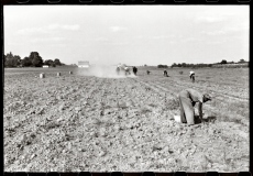 5. Harvesting Potatoes. Jefferson County Kentucky, 1940. Farm Security Administration. Marion Post Wolcott