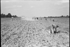 Marion-Post-Wolcott-Harvesting-potatoes-Jefferson-County-Kentucky-1940