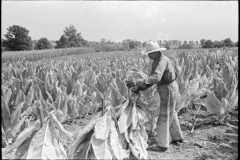 Marion-Post-Wolcott-Tobacco-on-Russell-Spear's-farm-near-Lexington-Kentucky-1940