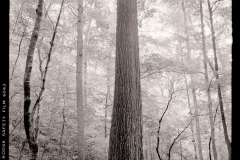 Poplar-Tree-Lilly-Cornett-WoodsLetcher-County-1977-BH