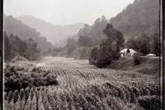 River-of-Corn-Near-Inez-Martin-County-1977-BB