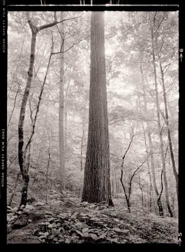 1. Poplar Tree, Lilly Cornett Woods. Letcher County, 1977. Kentucky Documentary Photographic Project (I). Bob Hower